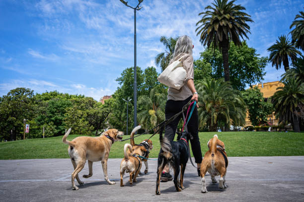 Professional Pet Sitter Guide - NarpsUK